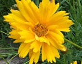  Open Gardens image 