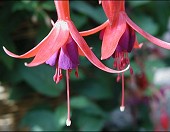  Open Gardens image 