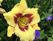  Open Gardens image 
