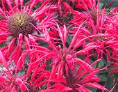  Open Gardens image 