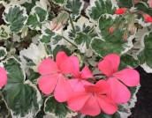  Open Gardens image 