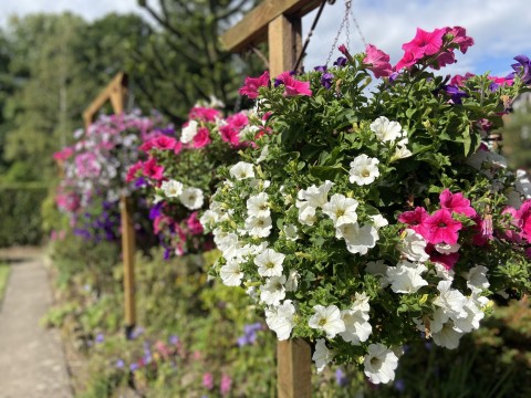 Olton Open Gardens