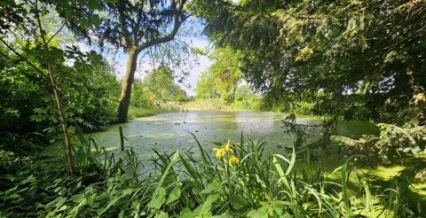 Banham Open Gardens