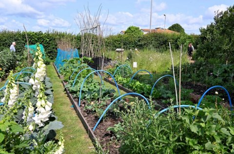 Selsey Open Gardens